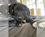 Small #1 Labrador Retriever Mix