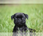 Small #2 Pug