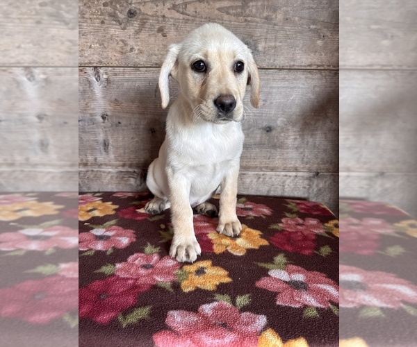 Medium Photo #6 Labrador Retriever Puppy For Sale in VERMONTVILLE, MI, USA