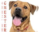 Small #53 Chinese Shar-Pei-Labrador Retriever Mix