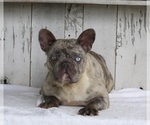 Small Photo #3 French Bulldog Puppy For Sale in MILLERSBURG, OH, USA