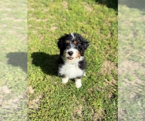 Miniature Bernedoodle Puppy for Sale in PETERSBURG, Virginia USA