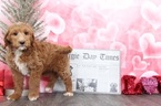 Small Photo #3 Goldendoodle Puppy For Sale in BEL AIR, MD, USA
