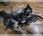 Small #14 Siberian Husky