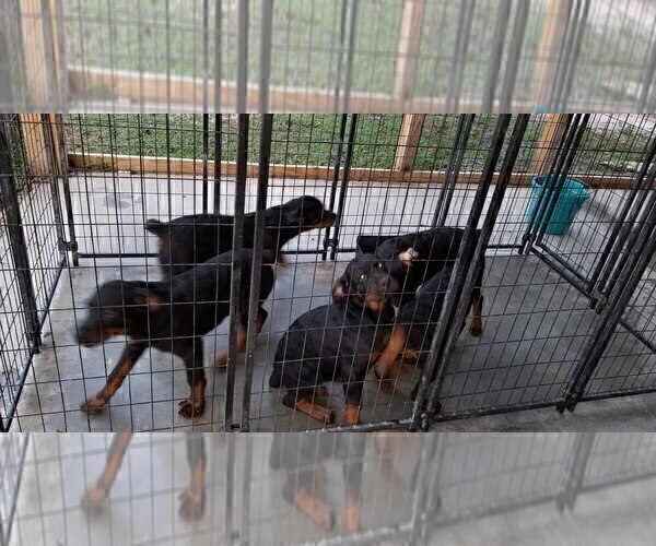 Medium Photo #86 Rottweiler Puppy For Sale in RIEGELWOOD, NC, USA