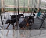 Small Photo #86 Rottweiler Puppy For Sale in RIEGELWOOD, NC, USA