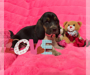 Basset Hound Puppy for sale in BINGER, OK, USA