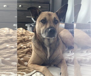 XP Bix - Male Mutt Dog for Adoption - Photo #3