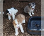 Small Photo #2 Australian Shepherd-Great Pyrenees Mix Puppy For Sale in RIDGELAND, SC, USA