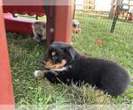 Small #7 Australian Shepherd