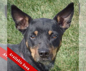 Mutt Dogs for adoption in Huntley, IL, USA