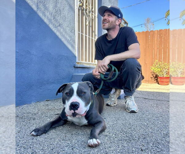 Medium Photo #4 American Staffordshire Terrier-Unknown Mix Puppy For Sale in San Juan Capistrano, CA, USA