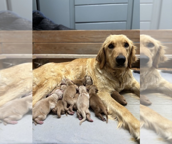 Medium Photo #2 Golden Retriever Puppy For Sale in FRANKTOWN, CO, USA