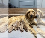 Small #1 Golden Retriever