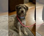 Small Mutt