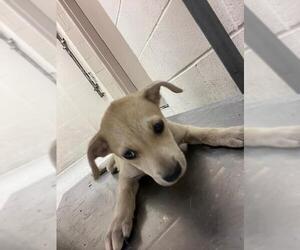 Labrador Retriever-Unknown Mix Dogs for adoption in Conroe, TX, USA
