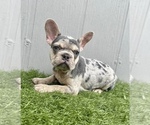 Small #21 French Bulldog