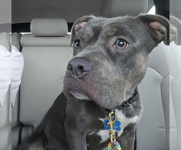 Medium Photo #12 Mutt Puppy For Sale in Rockville, MD, USA