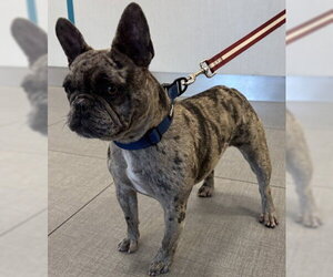 French Bulldog Dogs for adoption in Rancho Cucamonga, CA, USA