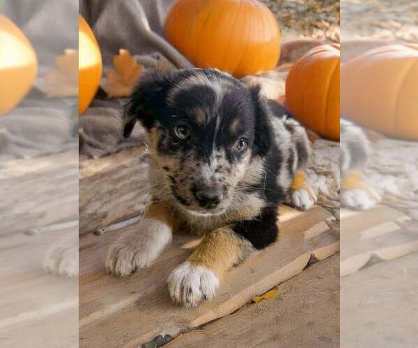 Medium Photo #3 Australian Shepherd Puppy For Sale in WILLIAMS, AZ, USA