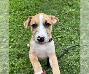 Mutt Dogs for adoption in Mechanicsburg, PA, USA