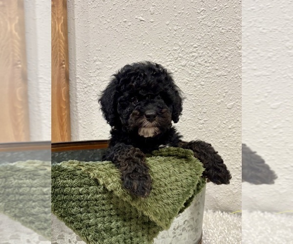 Medium Photo #4 Whoodle (Miniature) Puppy For Sale in DOSS, MO, USA