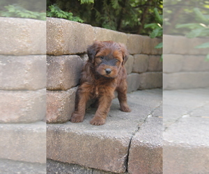 Mini Whoodle (Wheaten Terrier/Miniature Poodle) Puppy for sale in WEST BEND, IA, USA