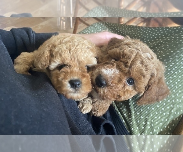 Medium Photo #6 Poodle (Miniature) Puppy For Sale in RUDD, IA, USA