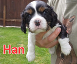 Puppy 2 Cavalier King Charles Spaniel