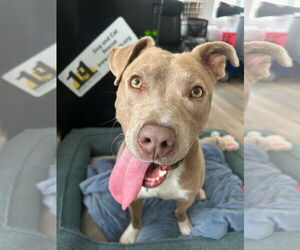 American Pit Bull Terrier-Unknown Mix Dogs for adoption in Rockaway, NJ, USA