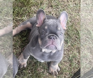 French Bulldog Puppy for Sale in PIERCE CITY, Missouri USA