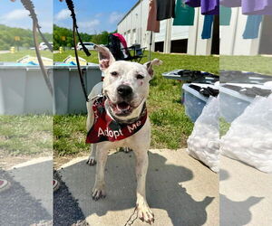 Vally - Female American Pit Bull Terrier-Unknown Mix Dog for Adoption - Photo #20