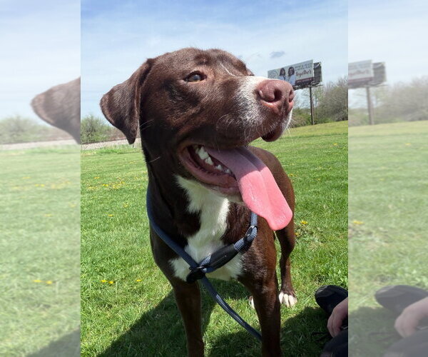 Medium Photo #4 Boxador Puppy For Sale in Pierceton , IN, USA