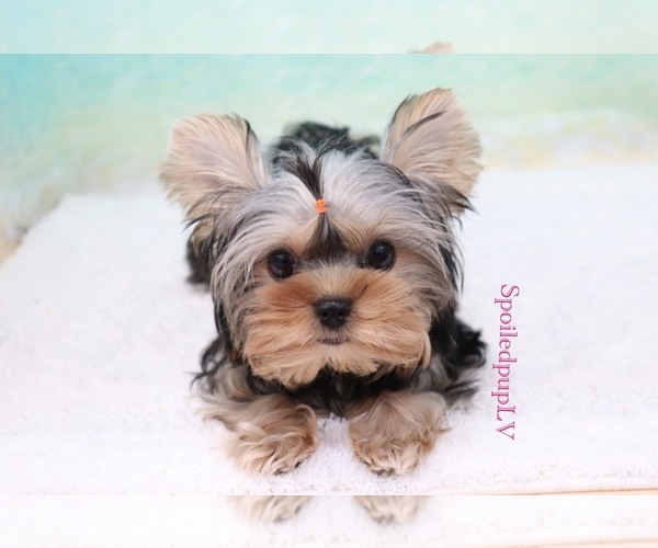 Medium Photo #7 Yorkshire Terrier Puppy For Sale in LAS VEGAS, NV, USA