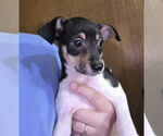 Small #3 Chihuahua Mix