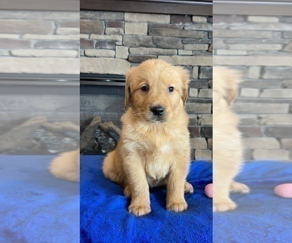 Medium Photo #5 Golden Retriever Puppy For Sale in NOBLESVILLE, IN, USA