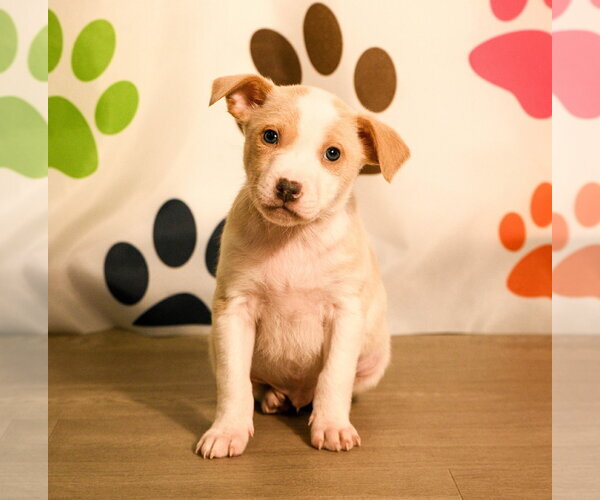 Medium Photo #9 Mutt Puppy For Sale in Brooklyn Center, MN, USA