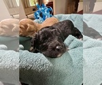 Small Photo #10 Aussiedoodle Miniature  Puppy For Sale in GOSHEN, OH, USA