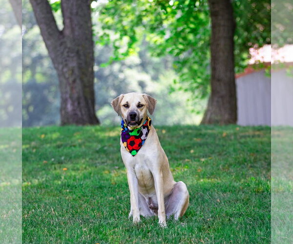 Medium Photo #4 Labrador Retriever-Unknown Mix Puppy For Sale in Unionville, PA, USA