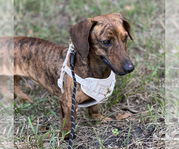 Medium Photo #4 Dachshund Puppy For Sale in Weston, FL, USA