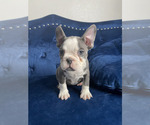Small Photo #25 French Bulldog Puppy For Sale in FORT LAUDERDALE, FL, USA