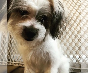 ShihPoo Puppy for sale in GREENVILLE, SC, USA