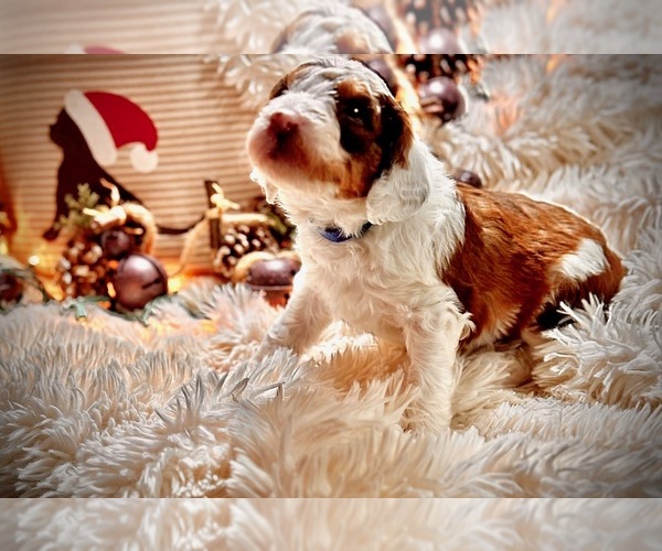 Medium Photo #2 Sheepadoodle Puppy For Sale in BUFFALO, MN, USA