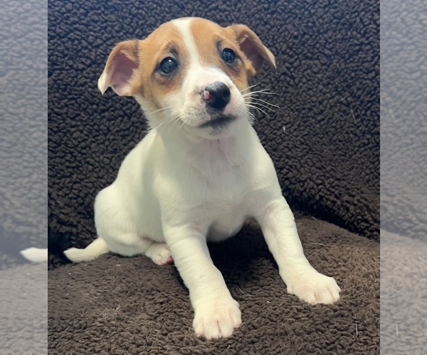 Medium Photo #1 Jack Russell Terrier Puppy For Sale in SILVER CREEK, NY, USA