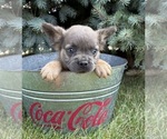 Small #1 French Bulldog