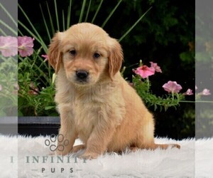 Golden Retriever Puppy for sale in NEWPORT, PA, USA