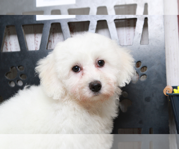 Medium Photo #2 Bichon Frise Puppy For Sale in MARIETTA, GA, USA