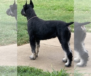 Father of the Schnauzer (Giant) puppies born on 04/23/2025