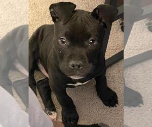 American Pit Bull Terrier Puppy for sale in OWINGS MILLS, MD, USA