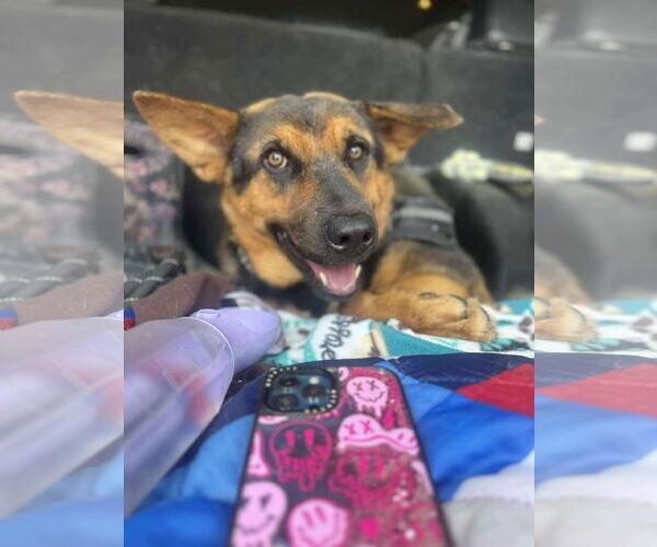 Medium Photo #2 Mutt Puppy For Sale in NEWPORT NH, NH, USA